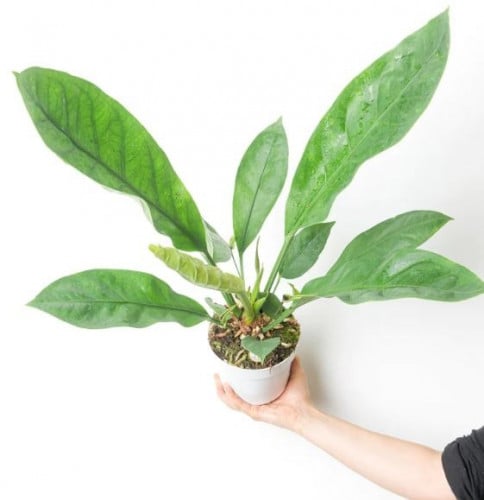 Anthurium Jungle King - أنثريوم ملك الغابة