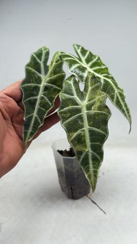 Alocasia Amazonica Aurea- ألوكاسيا أمازونيكا أوريا