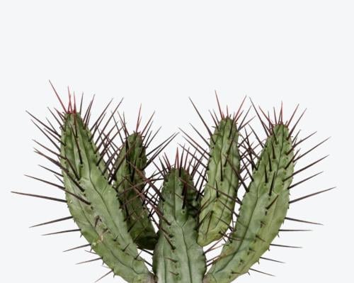 يوفوربيا بينتاغونا – Euphorbia pentagona