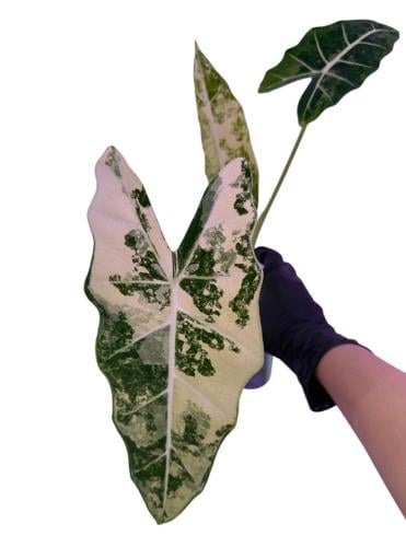 ألوكاسيا فريديك فرقيتد - Variegated Alocasia Frydek