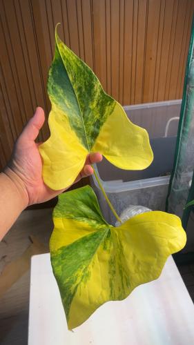 Anthurium Pterodactyl variegated - أنثوريوم بترودا...