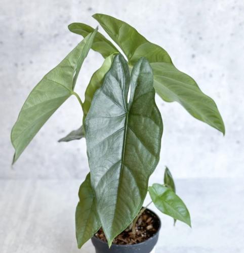 Alocasia Corazon – ألوكاسيا كورازون