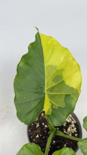 alocasia macrorrhiza aurea variegata