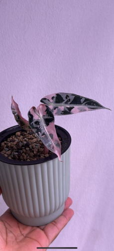 Alocasia Bambino Pink Variegated - ألوكاسيا بامبينو وردي فرقيتد