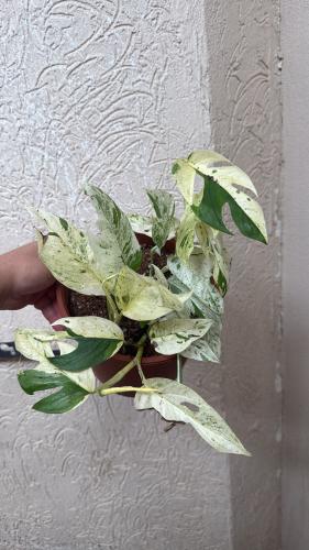 Epipremnum pinnatum ‘Marble Variegated’ – ابيبريمنيوم بيناتوم ماربل فرقيتد
