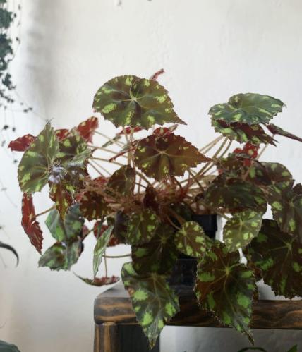 Begonia KitKat- بيجونيا كيت كات