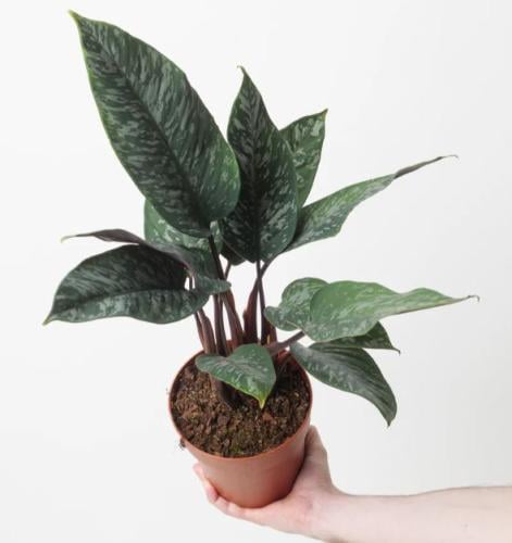 Apoballis Red Sword - أبوباليس السيف الأحمر