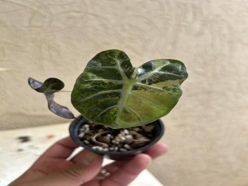 Alocasia Heart Balloon Variegated – ألوكاسيا هارت بالون فرقيتد