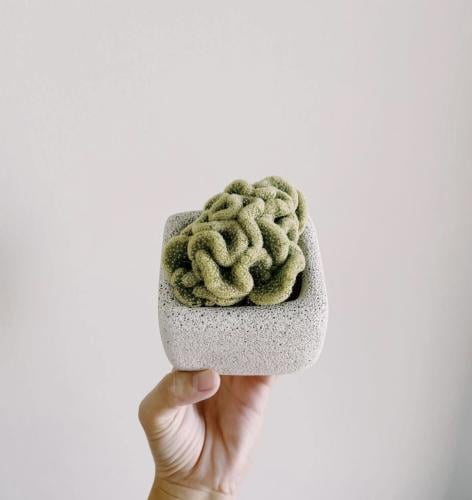 Mammillaria elongata ‘Cristata’ – ماميلاريا إلونغاتا كريستاتا