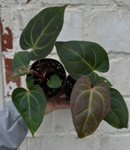 Anthurium Besseae Aff x Zara x Michelle