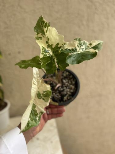 Alocasia Low Rider Albo Variegated - ألوكاسيا لو رايدر ألبو فرقيتد