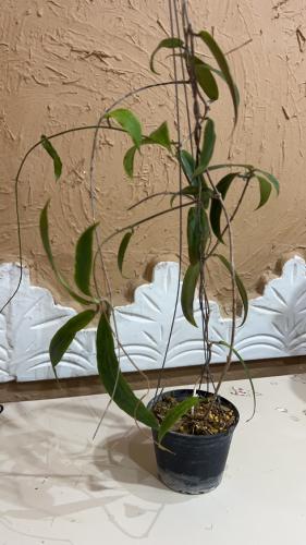 Hoya Bordenii - هويا بورديني