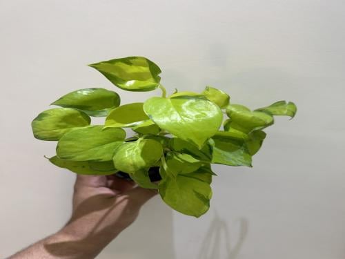 Pothos Aurea Variegated Neon - بوتس أوريا نيون فرقيتد