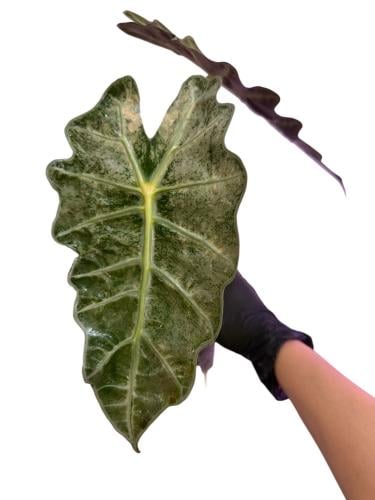 Alocasia Amazonica Mint – ألوكاسيا أمازونيكا مينت