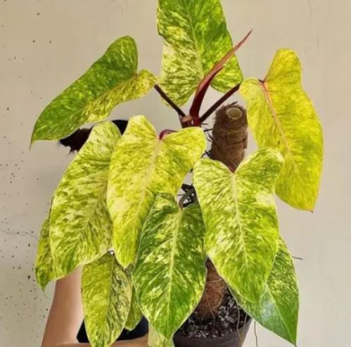 Philodendron Painted Lady - فيلوديندرون بينتد ليدي