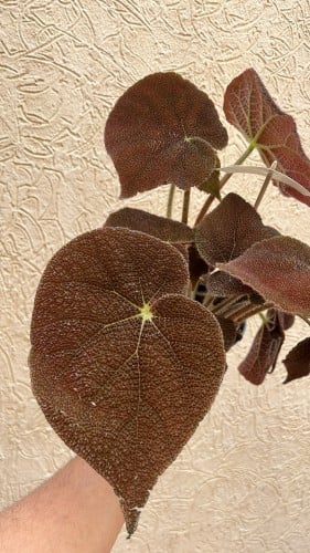 Begonia Masoniana River- بيجونيا ماسونيانا ريفـر