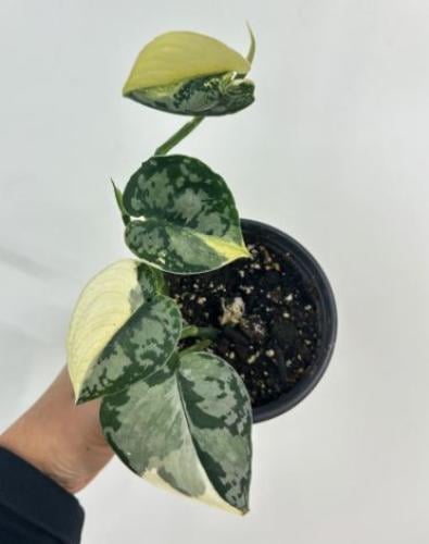 سكندبسس ماياري فرقيتد - Scindapsus Mayari Variegated