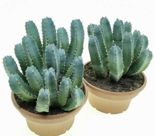 Euphorbia resinifera — الفربيون الراتنجي
