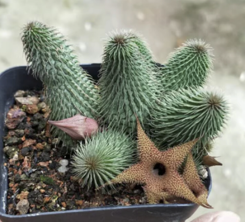 Huernia pillansii – هويرنيا بيلانسي