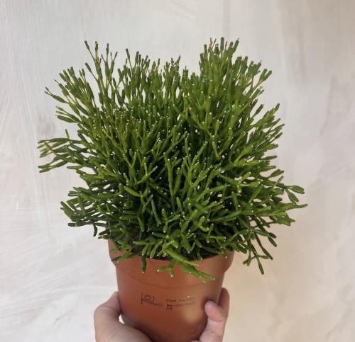 Rhipsalis Heteroclada - ريبساليس هيتروكلادا