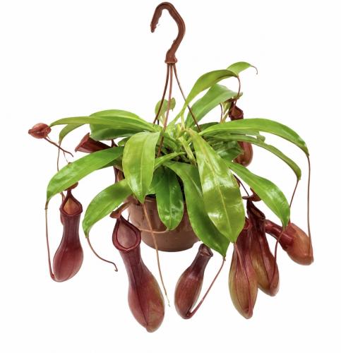 Monkey Jar Plant- نبات جرة القرد