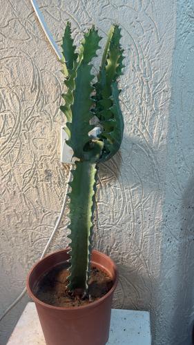 Euphorbia lactea- يوفوربيا لاكتي