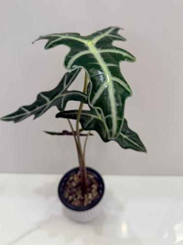 Alocasia Nobilis – ألوكاسيا نوبيلِس
