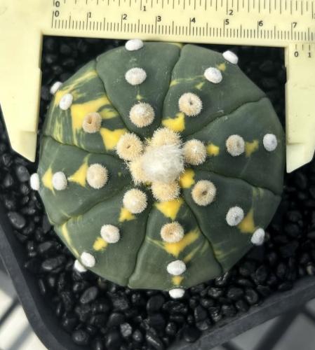 Astrophytum asterias f. variegata
