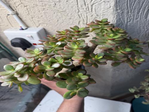 Crassula Ovata Jade 'Hummel's Sunset'