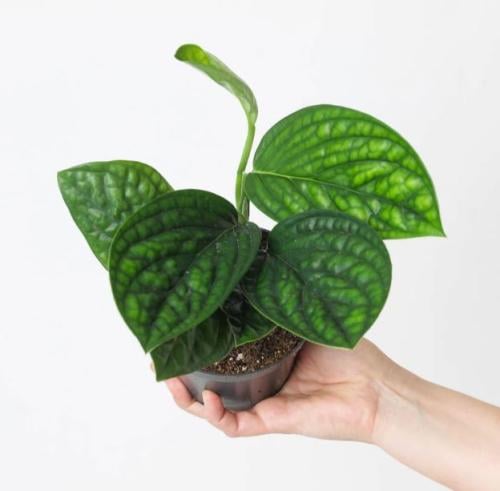 مونستيرا بيرو -  Monstera Peru