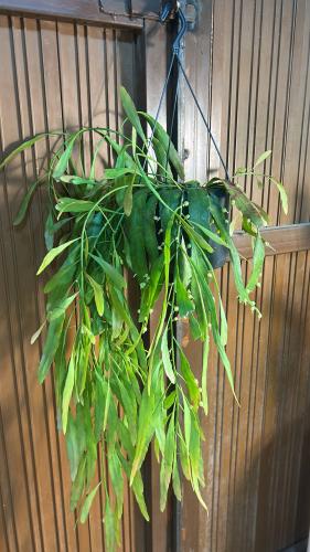 Rhipsalis Ramulosa - ريبساليس رامولوسا