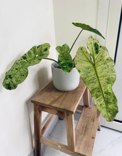 Philodendron Paraiso Verde - فيلوديندرون بارايسو فيردي