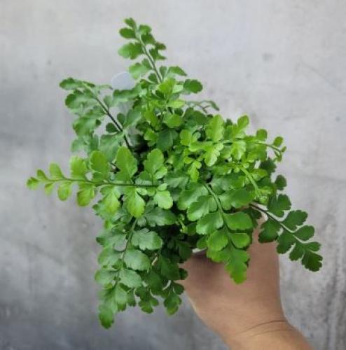 ‎‏Asplenium Austral Gem - ‏أسبلنيوم جوهرة أسترالية
