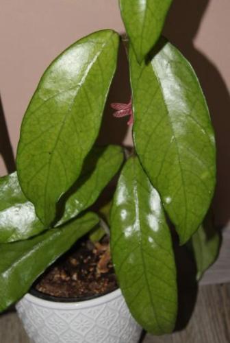 هويا سب لاي تشاو - hoya sp lai chau