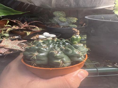 Gymnocalycium amerhauseri – جمنوكاليشيوم أمرهاوزري