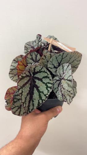 Begonia Magic Colors 'Fedor'