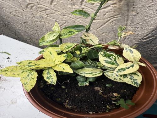 Euonymus fortunei ‘Harlequin’ - يوونيموس فورتشني 'هارلكوين'