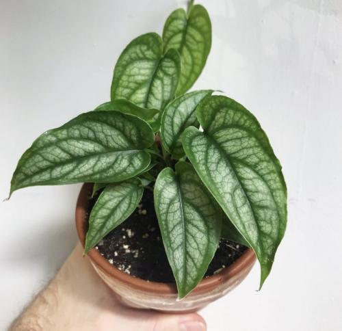 Monstera Siltepecana - مونستيرا سلتبكانا