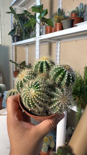Notocactus magnificus clustering