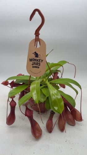 Monkey Jar Plant- نبات جرة القرد