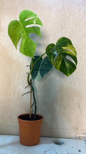 Monstera Deliciosa Aurea Variegated - مونستيرا ديل...