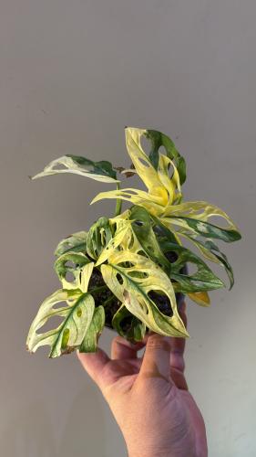 مونستيرا أدونسي ألبو فرقيتد - Monstera adansonii albo