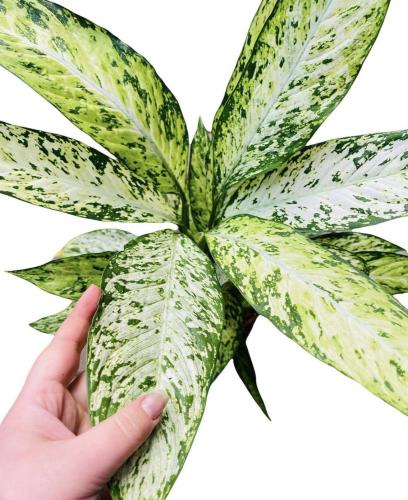 Dieffenbachia Vesuvius - ديفنباخيا فيزوف