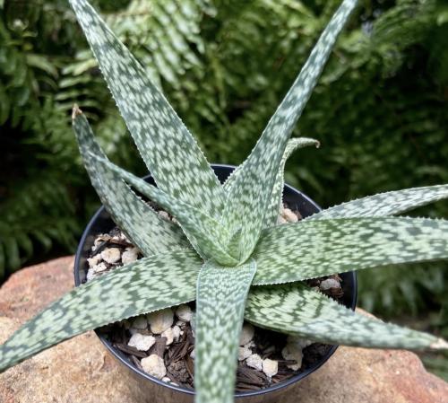 Aloe rauhii – ألوه راوهي