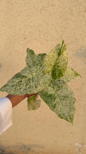 Alocasia odora Batik Variegata - ألوكاسيا أودورا باتيك فرقيتد