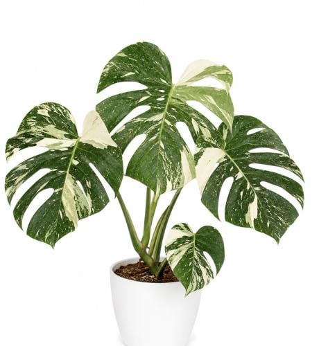 Monstera Thai Constellation - مونستيرا كونستليشن تاي