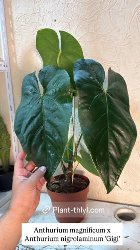 Anthurium magnificum x Anthurium nigrolaminum 'Gigi'
