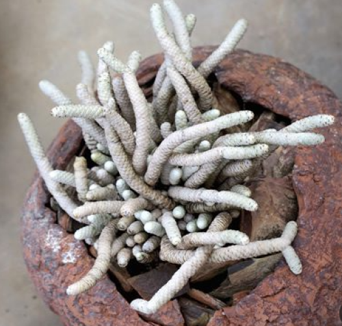 Avonia papyracea (Gansmis) – أفونيا بابيراسيا