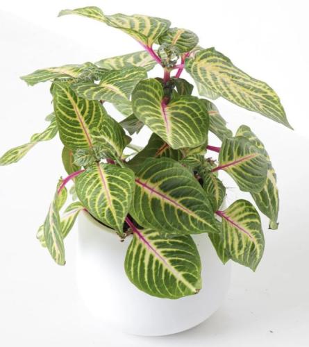 Iresine herbstii Funny Gold- ايريسين هيربستي الذهب المضحك