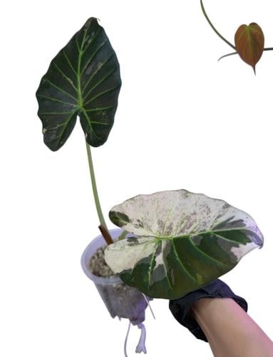 Alocasia Regal Shield Albo Variegated